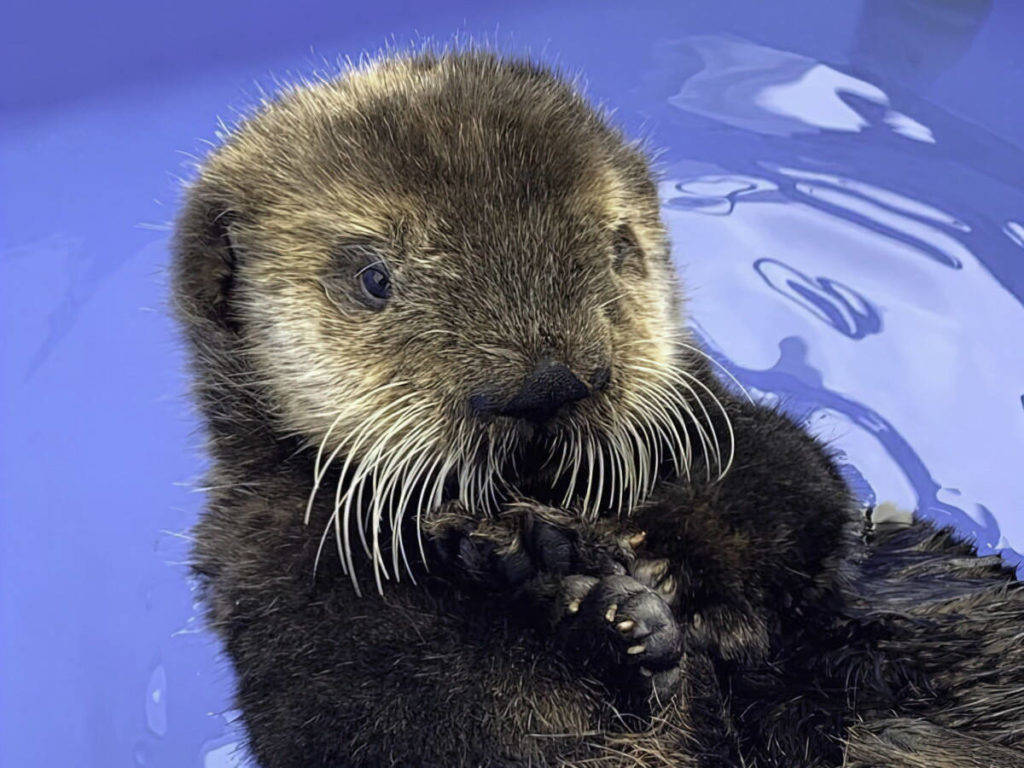 Sea Otters